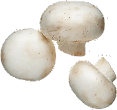 Mushrooms Transparent Png Images Page2 Stickpng Mushroom Png Mushrooms Png