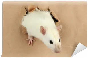 Funny Little Rat We Live To Change Rat Png Rat Transparent Background