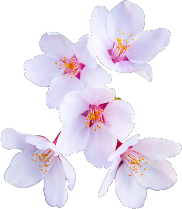 An Entry From Transparent Flowers Powered By Tumblrcom Snow Crocus Png Transparent Flower Border Tumblr