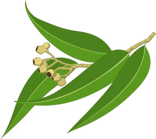 Aksanachubis U2013 Canva Eucalyptus Oil Cartoon Png Eucalyptus Icon