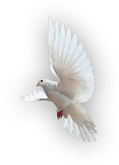 Download Holy Spirit Dove Png Image Rock Dove Holy Spirit Png