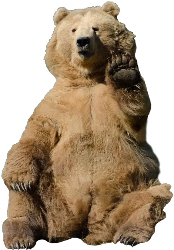 Download Soviet Bear Png Bear Waving Transparent Grizzly Bear Waving Bear Bear Png