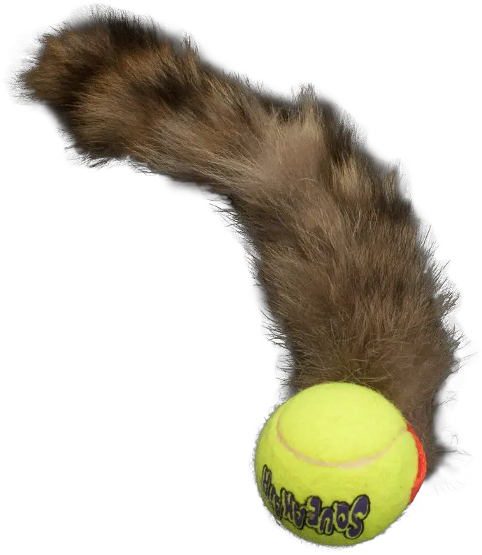 Squeaky Bouncy Tail Ball U2014 Tugawaycuwin Ball Png Tennis Ball Png