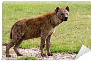 Spotted Hyena Wall Mural U2022 Pixers We Live To Change Spotted Hyena Png Hyena Png