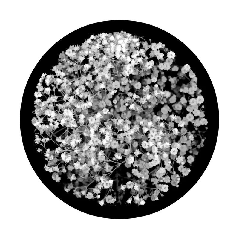 Download Babys Breath Breakup Portable Network Graphics Png Babys Breath Png