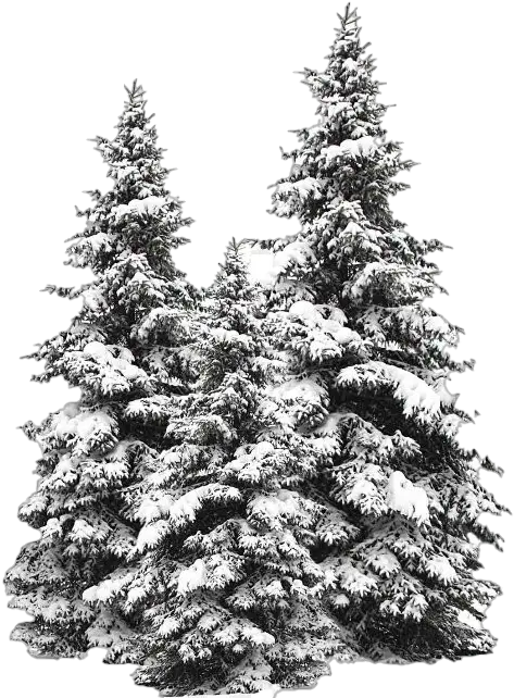 Snow Fir Tree Png Image Transparent Snow Tree Png Winter Tree Png