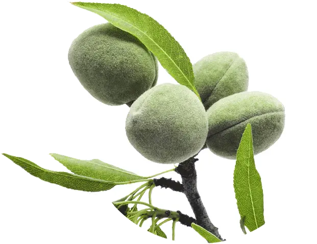 Almonds And Nutrition Green Almond Png Transparent Almond Png