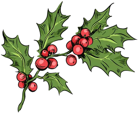 Mistletoe Branch Illustration American Holly Png Mistletoe Transparent