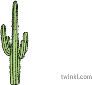 Cactus Plant Nature Desert Classic Cactus Illustration Png Desert Plant Png