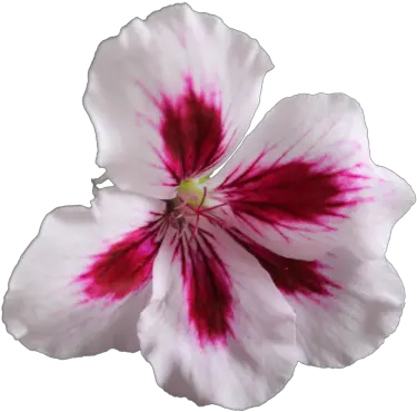 Download Flower Free Png Transparent Image And Clipart Geranium Plant Clip Art Flower Png