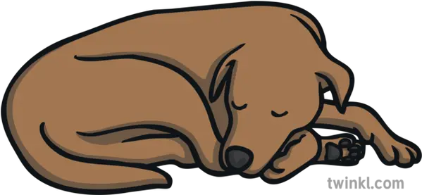 Dog Curled Up Sleeping Pet Asleep Ks1 Illustration Twinkl Cartoon Brown Dog Curled Up Sleeping Png Dog Cartoon Png