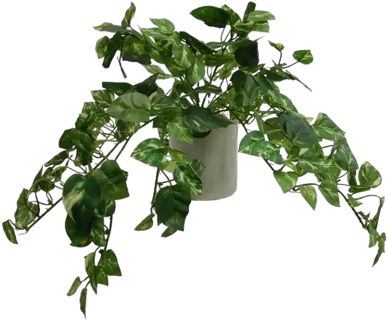 Modern Pothos Tabletop Ivy In Pot Ivy In A Pot Png Ivy Transparent