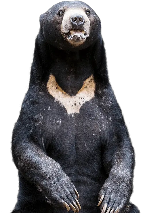 Sun Bear Png 1 Image Sun Bear Canberra Zoo Bear Transparent Background