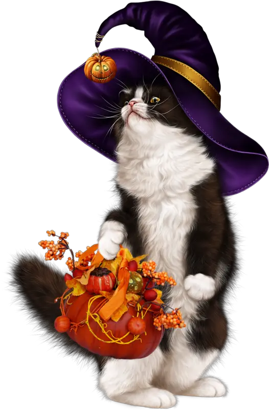 Sexy Halloween Png 3chatcitrouille Halloween Citrouille Kitten Halloween Png png