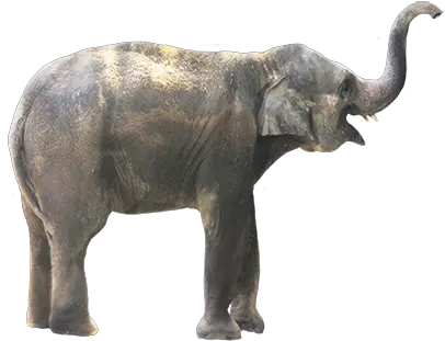 Small Animal Elephant Png Elephant Png Photos Download Elephant Png