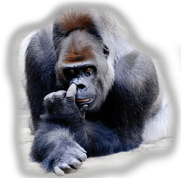 Nose Gorilla Picking Nose Png Nose Transparent