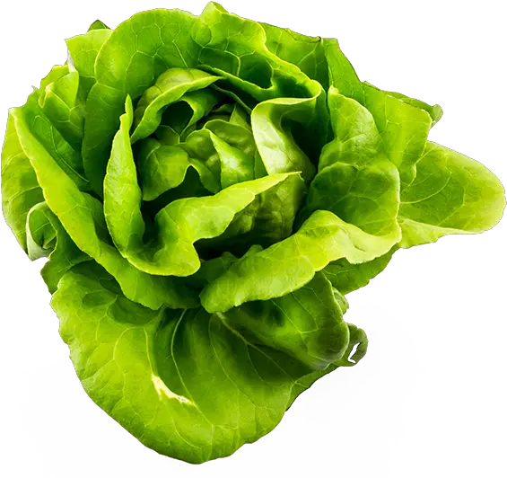 Leaf Lettuce Png Transparent