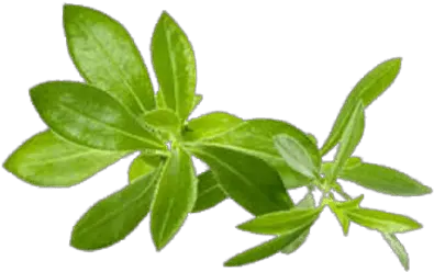 Savory Transparent Png Herb Transparent Background Herb Png