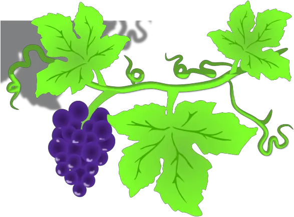 Grape Vine Png Icons Clipart Grapes On Vine Grapes Icon