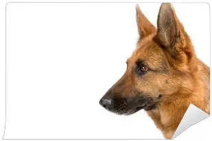 Wall Mural Side View Of A Head German Shepherd Dog German Sheperd Side View Png German Shepherd Dog Icon