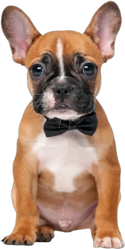 Luxury Puppies 2 U The Best Long Island Puppy Boutique Fawn Pit Bull Puppy Png Puppies Png