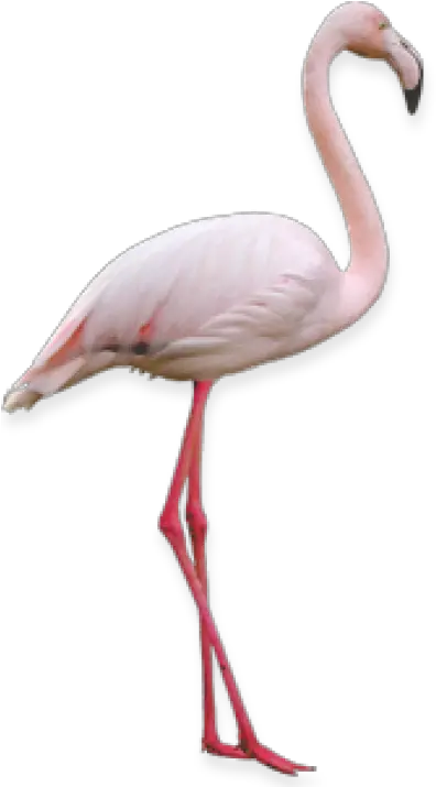 Download Free Png Flamingo Backgroundtransparent Dlpngcom Flamingo Png On Transparent Background Flamingo Transparent Background