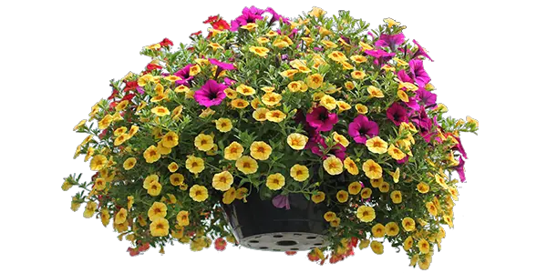 Download Hd Full Sun Hanging Baskets Common Zinnia Png Hanging Plants Png