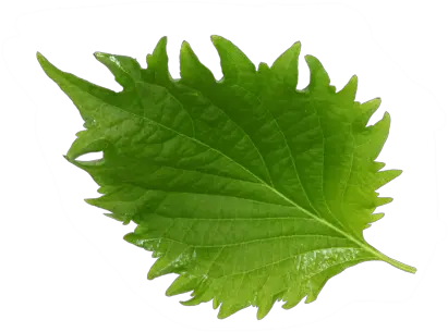 Shiso Leaves Green Koppert Cress Canoe Birch Png Leafs Png