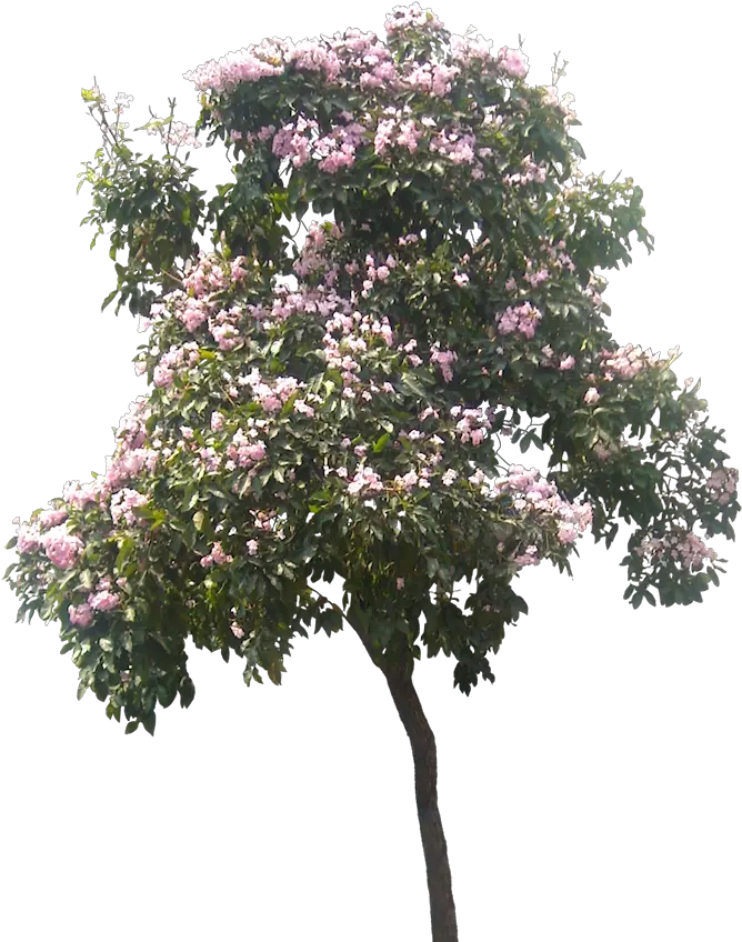 Pin About Trees To Plant And Tree Plan Png Cut Out Magnolia Tree Tree Plan Png png