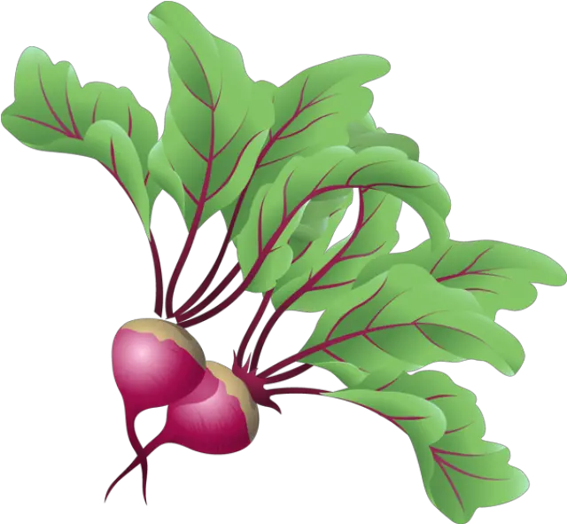 Beets Cliparts Download Free Clip Art Beet Clipart Png Beet Png