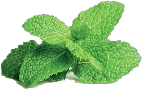 Peppermint Transparent Image Pudina Pata Png Mint Transparent