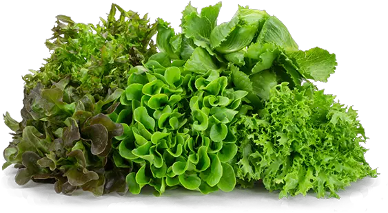 Mucci Farms Leaf Vegetable Png Lettuce Png