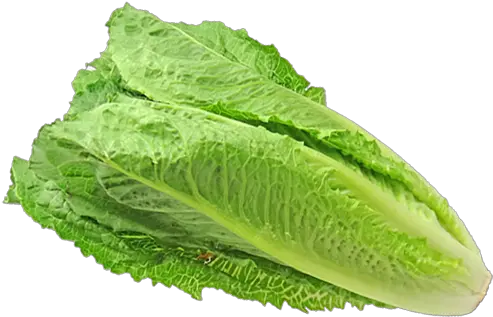 Social Media Spread Of Romaine Lettuce Romaine Lettuce Png Lettuce Png