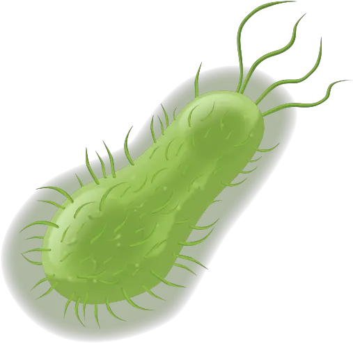 Filebacteriapng Bacterial Takeover Prokaryote Png Plankton Png