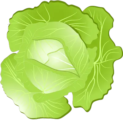 Free Png Cabbage