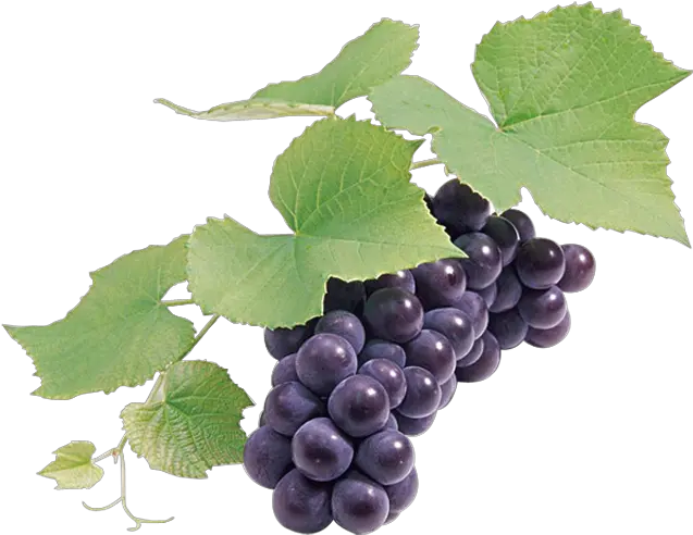 Grapes Png Hd Grape Seed Png Grapes Png