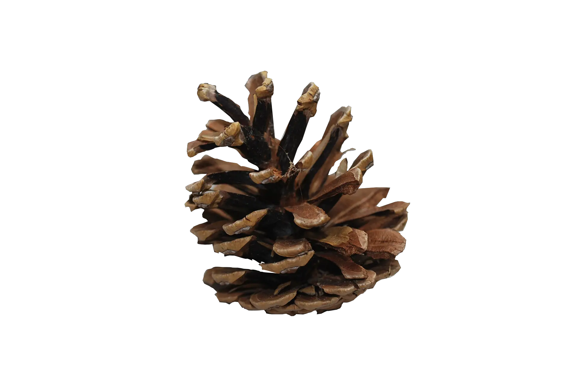 Pine Cone Png Pic 9 Transparent Background Images Free Pine Cone Transparent Background Needle Transparent Background