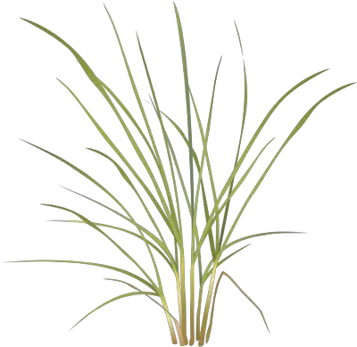 Grasses Drawing Pampas Grass Sweet Grass Png Grasses Png