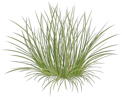 Index Of Beach Grass Png Grasses Png