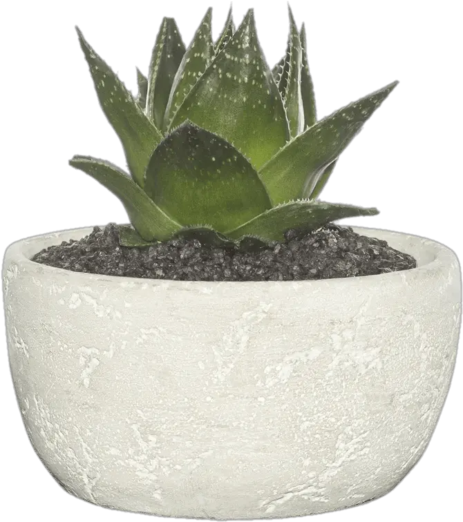 Cement Bowl Transparent Png Succulent Plant Transparent Background Succulent Transparent Background