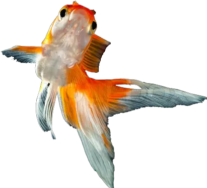 Transparent Goldfishpng Images Pluspng Goldfish