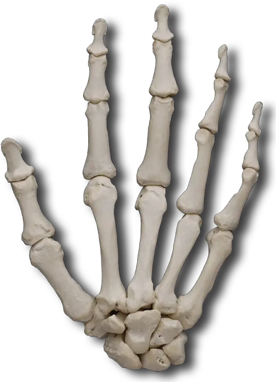Bone Hand Transparent Png Clipart Skeleton Hand Transparent Background Skeleton Hand Png