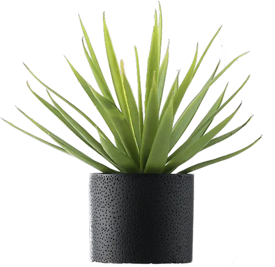 Vase Vector Office Plant Transparent Agave Azul Png Plant Png