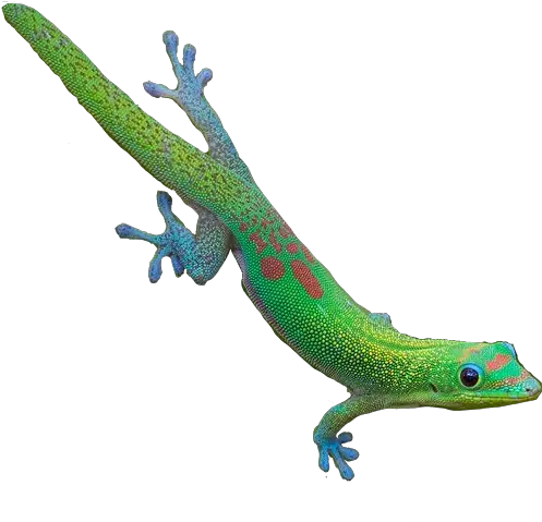 Reptile Transparent Sticker Carolina Anole Png Lizard Transparent