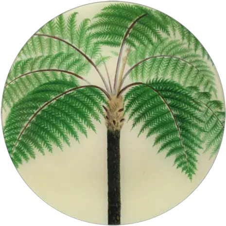 Tropical Palm Frondbanana Leaf Inspired Decor Via Haskell Cyathea Contaminans Sketch Png Palm Fronds Png