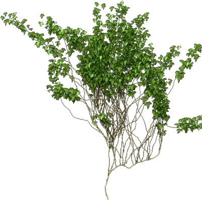 Ivy Vine Png Picture Climbing Vines Png Ivy Png