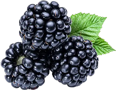 Raspberries Westmoreland Berry Farm Blackberry Transparent Png Berries Png