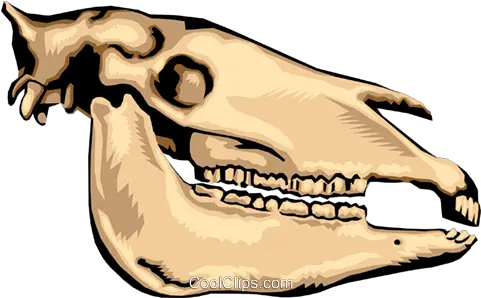 Animal Skull Royalty Free Vector Clip Art Illustration Animal Skull Clipart Png Dinosaur Skull Png
