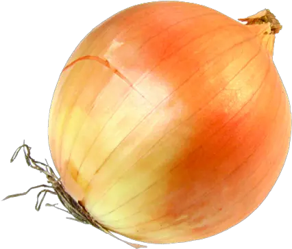 Onion Png Transparent Images All Transparent Image Of Onion Onion Png