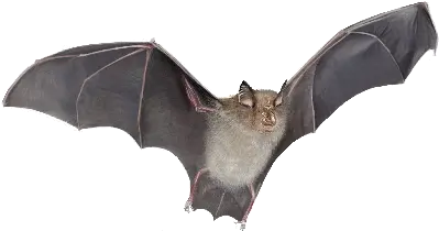 Bat Png Silver Haired Bat Png Bat Transparent